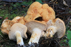 Hydnum washingtonianum