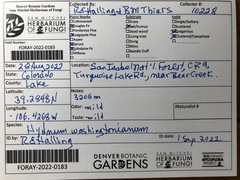 Hydnum washingtonianum