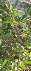 Salix elbursensis
