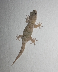 Tarentola boettgeri