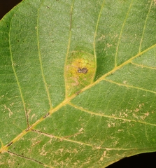 Aceria erinea