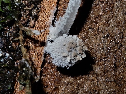 Coprinopsis laanii image