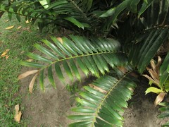 Encephalartos