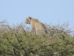 Panthera pardus pardus