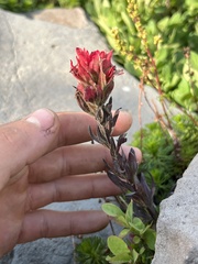 Castilleja parviflora oreopola