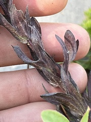 Castilleja parviflora oreopola