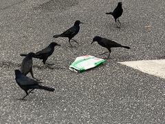 Quiscalus major westoni