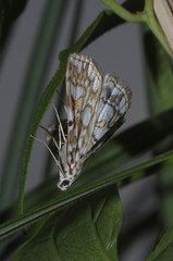 Elophila nymphaeata