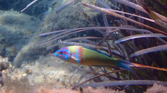 Thalassoma pavo