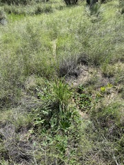 Apodanthera undulata