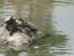 Deirochelyinae