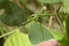 Lathyrus ochroleucus