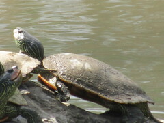 Deirochelyinae