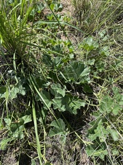 Apodanthera undulata