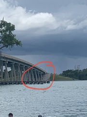 Pelecanus occidentalis