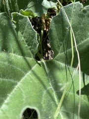 Apodanthera undulata