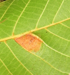 Aceria erinea