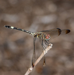 Dythemis velox