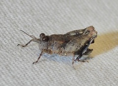 Paratettix mexicanus