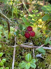 Vaccinium oxycoccos