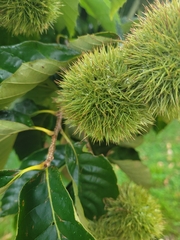 Castanea