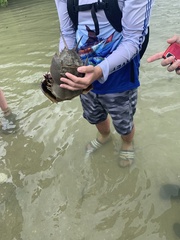 Limulus polyphemus