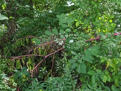 Phytolacca americana