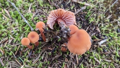 Laccaria bicolor