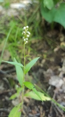 Persicaria careyi