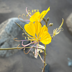 Cleome foliosa lutea