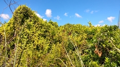 Lygodium microphyllum