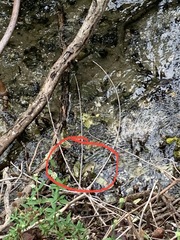 Crassostrea virginica