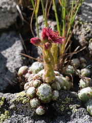 Sempervivum arachnoideum