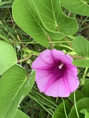 Ipomoea pes-caprae