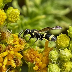 Parancistrocerus declivatus