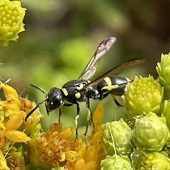 Parancistrocerus declivatus