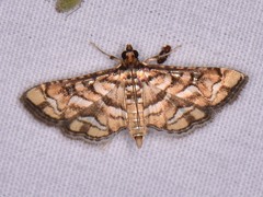 Hileithia magualis