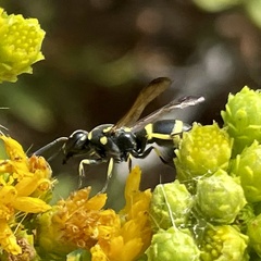 Parancistrocerus declivatus