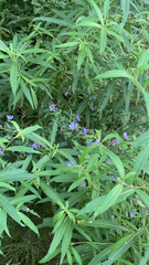 Symphyotrichum puniceum