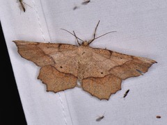 Euchlaena marginaria