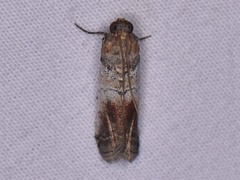Chararica hystriculella