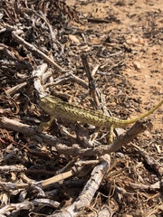 Chamaeleo chamaeleon chamaeleon