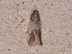Chararica hystriculella
