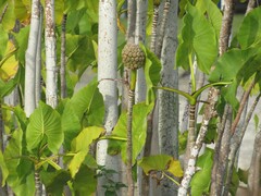 Montrichardia linifera