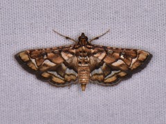 Hileithia magualis