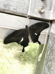 Papilio helenus