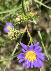 Eurybia hemispherica