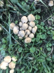 Coprinellus
