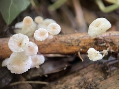 Marasmius rotula
