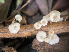 Marasmius rotula